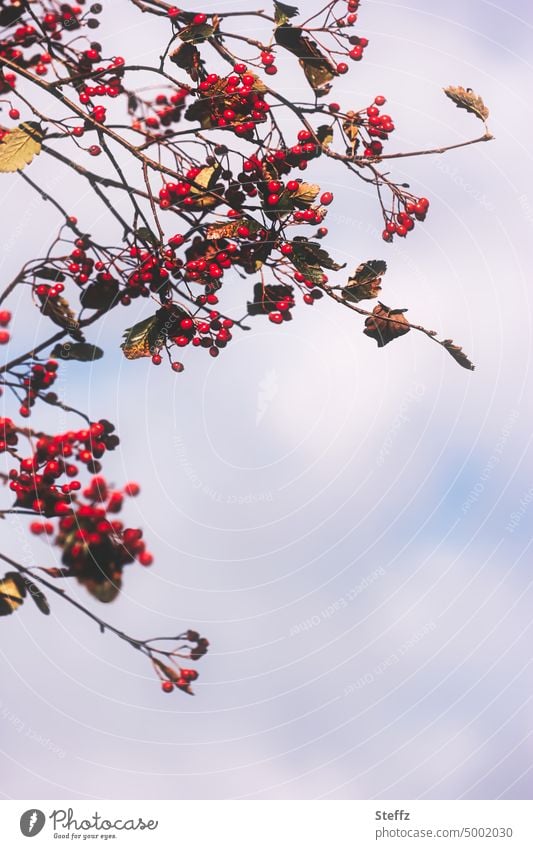 autumn hawthorn berries Hawthorn Hawthorn berries Berries Birdseed red berries Autumn Berries Hawthorn branches Hawthorn Fruit Red Fruits Berry bushes Seasons