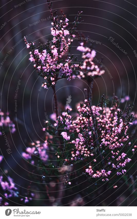 Heather bush in purple pink heather blossom Heather Romanticism heather colours heather bush flowering heath Heathland Summer heath Picturesque Poetic