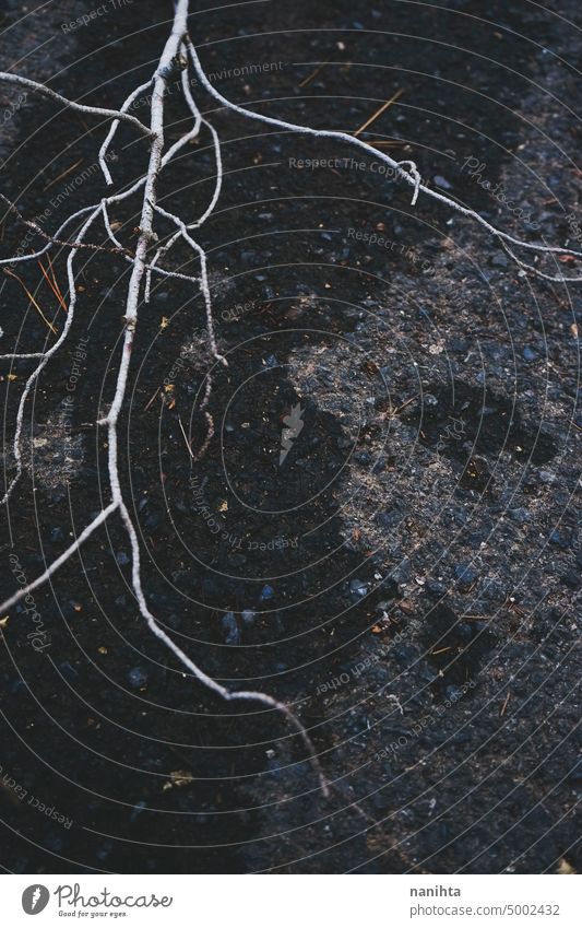 One white branch over wet and dark asphalt creepy thriller background darkness mystery clue mysterious black detail close close up nature natural road texture