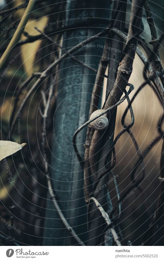 Moody nature background of a fence covering by nature vine dark artificial creepy mystery close close up twisted tangled metal metallic abandoned decay grow