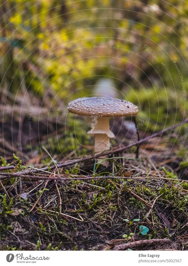 Panther mushroom - poisonous - to recognize grooved edge mushrooms poisonous mushroom Forest Close-up Autumn Colour photo Nature Moss Plant Deserted naturally