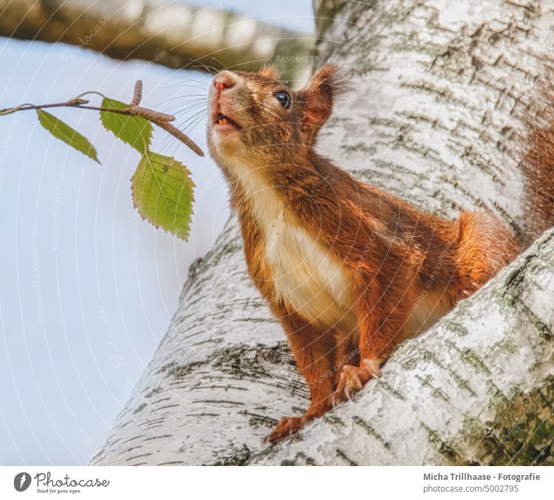 Sniffing squirrel in tree Squirrel sciurus vulgaris Animal face Head Eyes Nose Ear Muzzle Claw Pelt Paw Rodent Wild animal Nature snuffle sniff Tree Observe