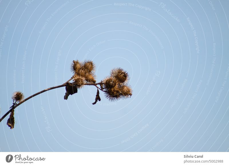 Closeup of dried lesser burdock seeds with blue sky on background macro leaf dry velcro uncultivated natural thorn brown closeup nature stem wild detail