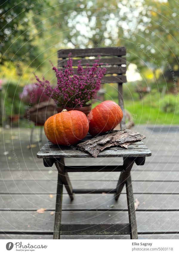 Autumn impressions Pumpkin Erika Nature Orange Hallowe'en Thanksgiving Decoration Close-up seasonal To fall Food Chair Wood Mature Fresh