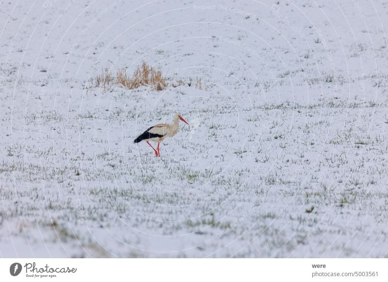 A white stork surprised by winter looks for food in the snow in the Schmuttertal biotope near Augsburg Ciconia ciconia Gablingen animal bird cold copy space