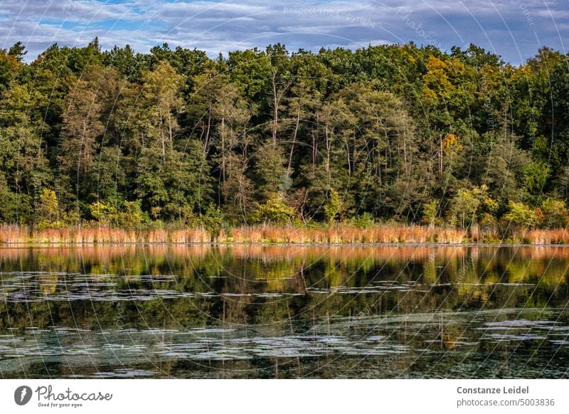 Landscape with trees reflected in a lake. Lake Water Calm Reflection reflection Surface of water Lakeside Green sunny Relaxation Idyll Peaceful Nature