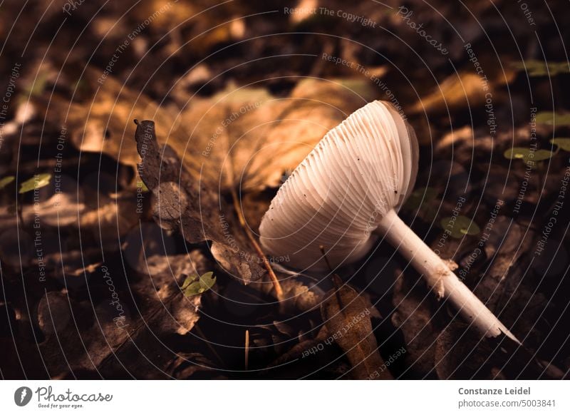 Lying mushroom with visible lamellae on brown autumn leaves. Mushroom slats Autumn Mushroom cap Nature Forest Plant Brown Growth Environment Woodground stalk