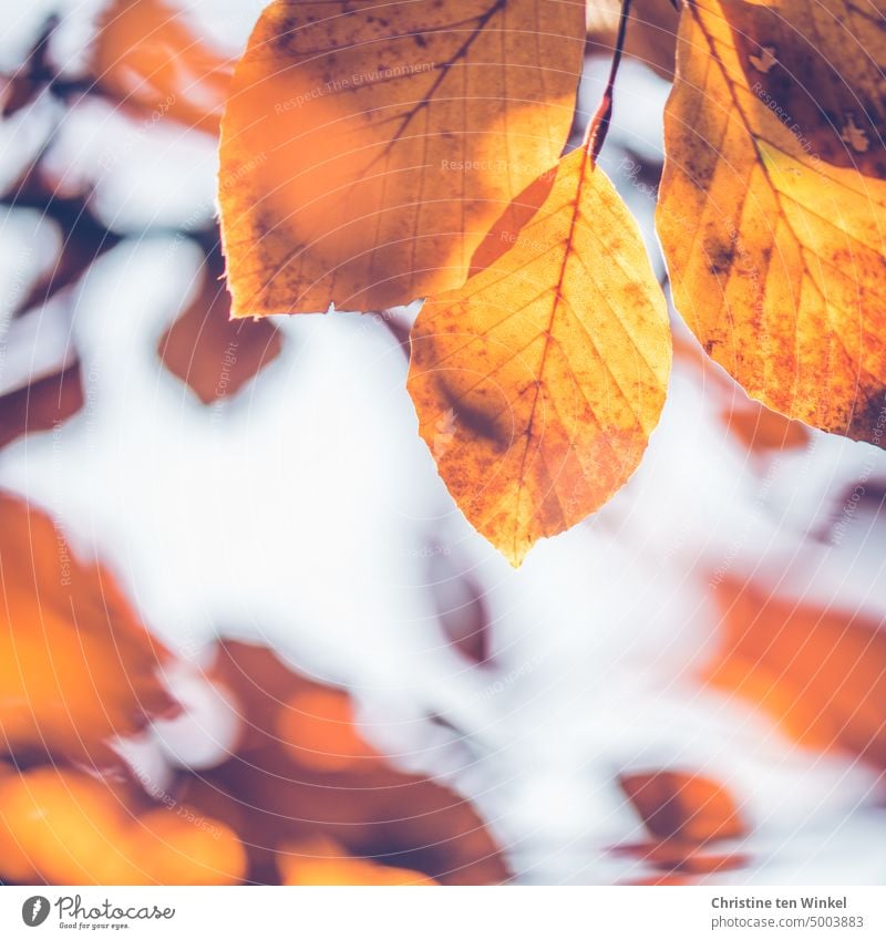 Golden beech leaves in the sunshine Autumnal colours coloured leaves Autumn leaves twigs Twigs and branches Nature Transience Seasons Leaf Change Orange