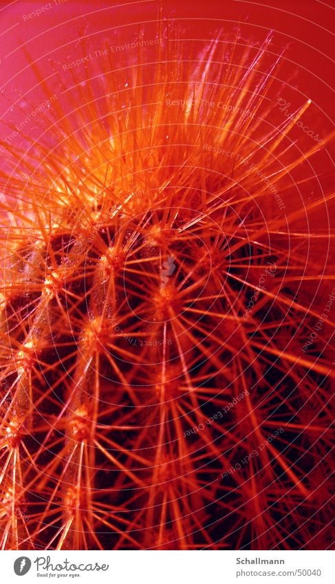 Dust Cactus-2 Red Yellow Colouring Processed Plant Pierce Poison Dangerous Illustration saturation Desert cacteen Nature Thorn Threat Close-up