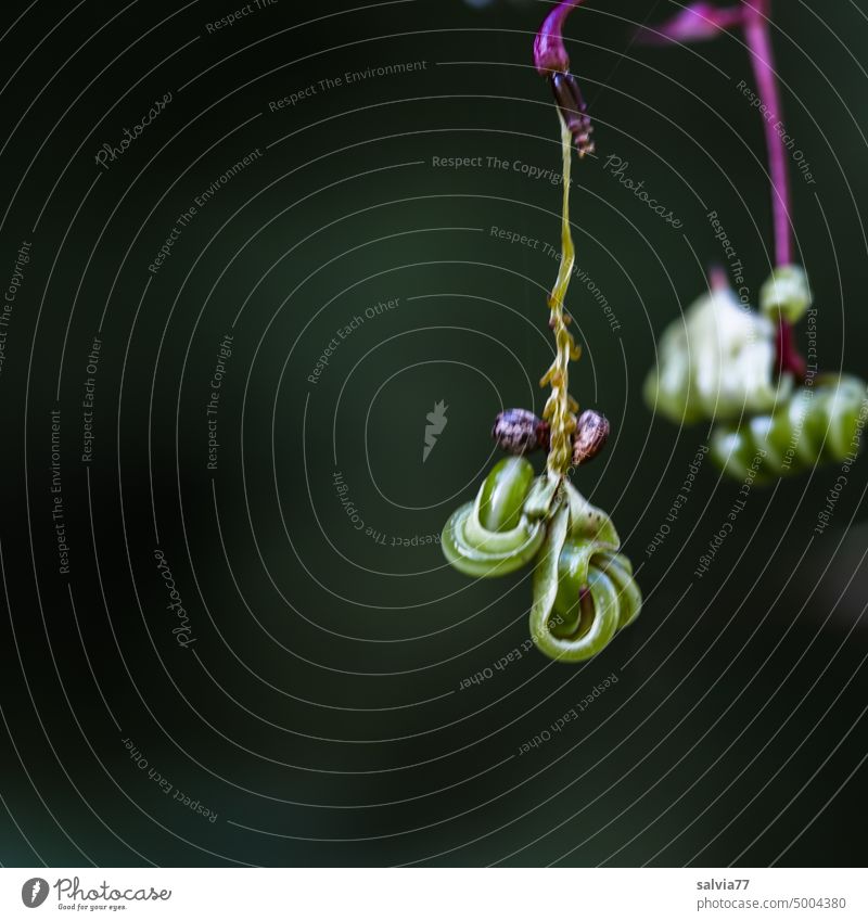 strange | empty seed capsule from glandular touch-me-not Himalayan balsam Indian knapweed Seed capsule Forms and structures Suspended whorls queer