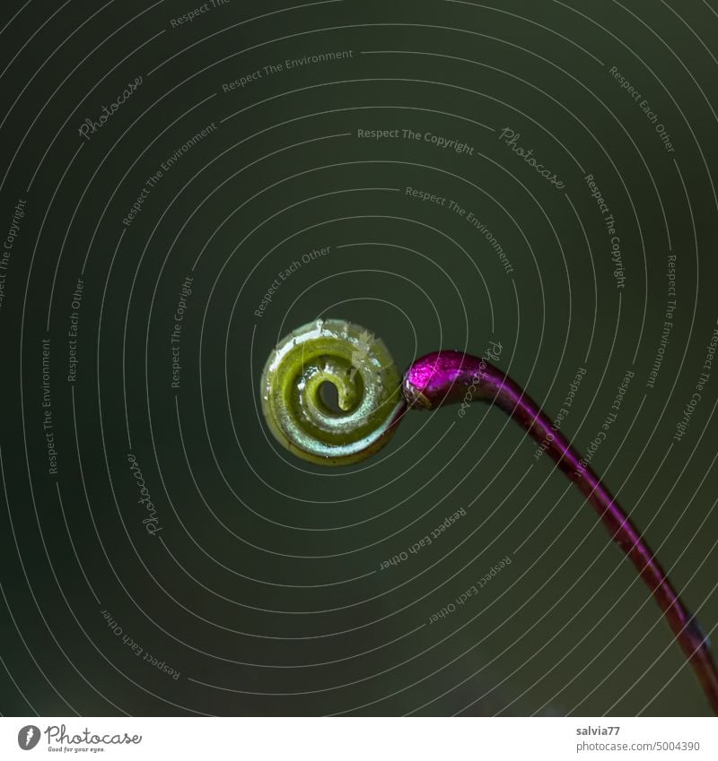 strange | curls on stem Plant Detail Forms and structures whorls Spiral Macro (Extreme close-up) purple Green Neutral Background Isolated Image Exceptional