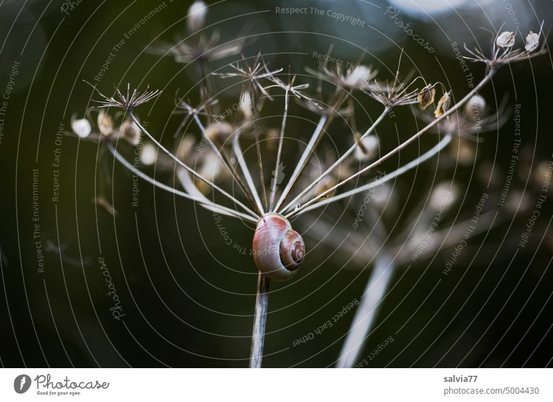 small snail shell sticks to faded umbel Crumpet Umbellifer Faded withered Snail shell tranquillity Transience Plant Nature Autumn Exterior shot Deserted