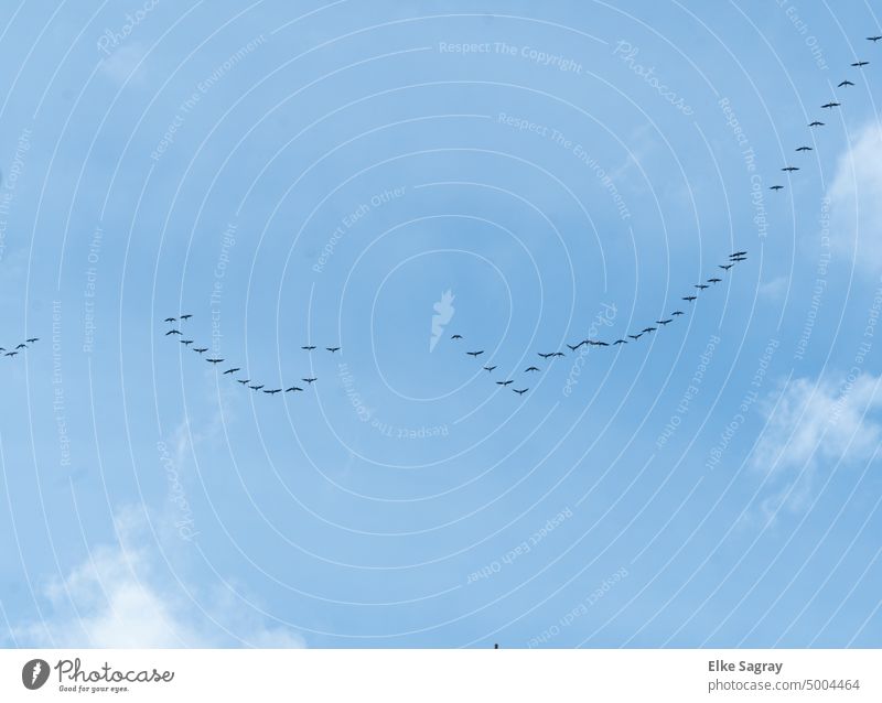 Flock of birds -formation flight in the sky Migratory bird Migratory birds bird migration Exterior shot Freedom Wild animal Autumn Movement Flying Bird