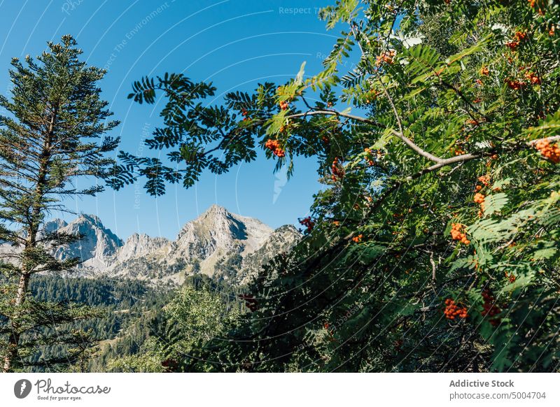 Green trees near mountain ridge blue sky summer rowan pine forest nature lush pyrenees lleida catalonia spain landscape range daytime scenic spectacular