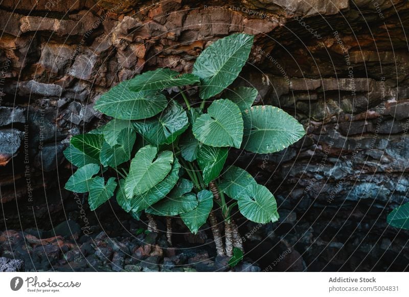 Native lily plant against stone wall native lily growth cave rough formation leaf flora vegetate rock green foliage fresh organic alocasia brisbanesis surface