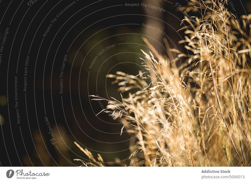 Dry grass growing on meadow plant land sunny weather dry nature field natural lawn garden season autumn sunshine sunlight grassland countryside flora botany