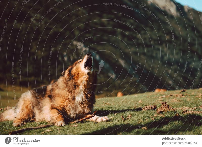 Close-up of a dog in a forest nature alone pet animal canine park domestic outdoors cute portrait pedigree background purebred beautiful young adorable friend