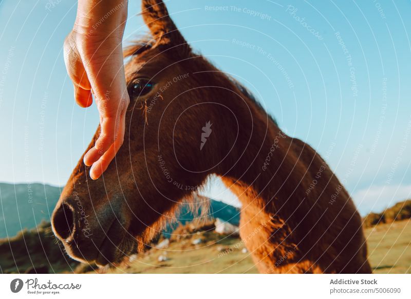 Person stroking brown neddy in valley in bright day animal cattle burro donkey mountain travel transport hiking horse nature expedition beautiful environment