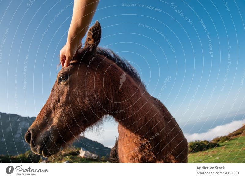 Person stroking brown neddy in valley in bright day animal cattle burro donkey mountain travel transport hiking horse nature expedition beautiful environment