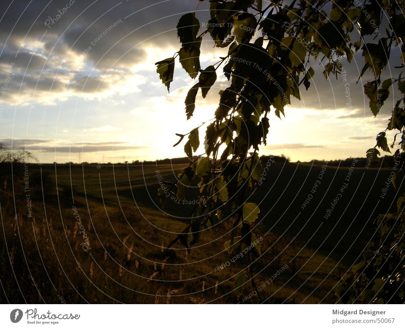 setting sun Birch tree Leaf Concealed Tree Sunset Grass Romance Exterior shot Sky Blue Nature Mountain Landscape Evening