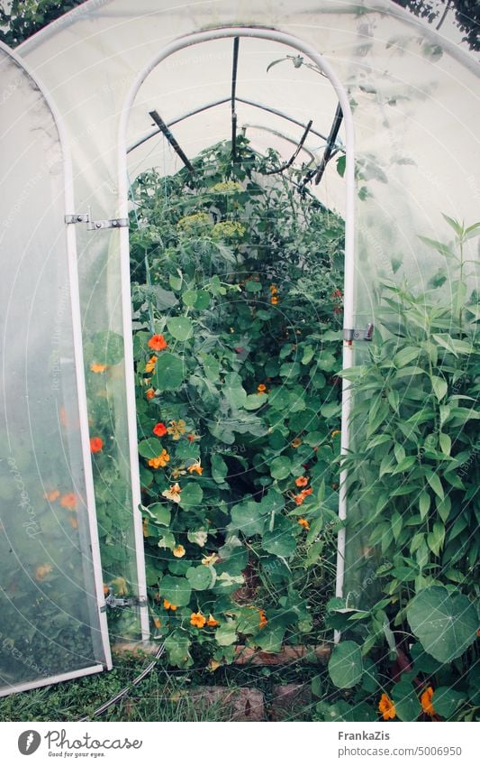 Sprawling greenhouse Garden Greenhouse Green thumb jungles proliferate Nasturtium abundance open doors No through road Nature plants Gardener do gardening