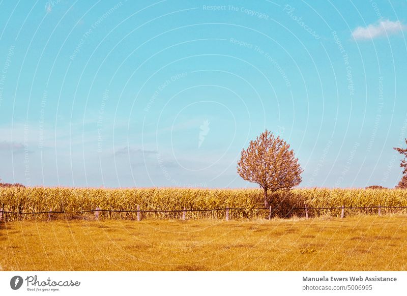 A lonely tree at the edge of a field against blue sky Meadow Field Yellow Tree Blue sky Summer sunshine discoloured Colouring colors alienated Dry aridity