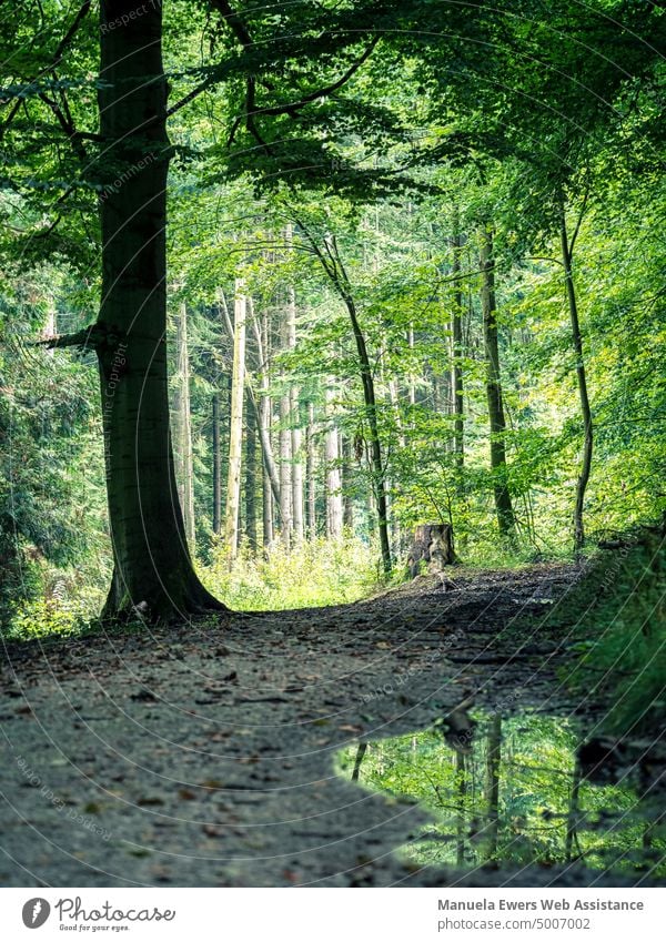 A hiking trail in the forest on a rainy day forest path Puddle Rain Tree trees Forest Green breathe deeply Relaxation relaxation Blood pressure Noises Wet wet