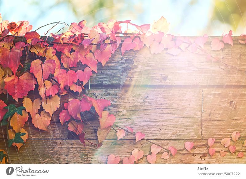 red grape leaves in sunny autumn vine leaves Sunlight sunbeam Decoration October golden october Wooden wall Autumn leaves Texture of wood Wood varnish