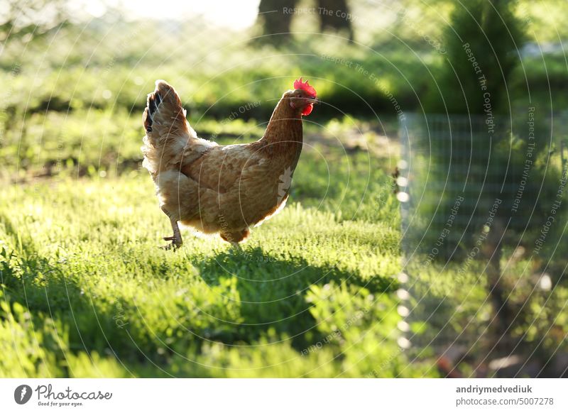 Brown chicken eating food on the grass floor. Farming Pet Concept. hens having lunch in the garden. brown hen portrait ecological pecking farms cock rural