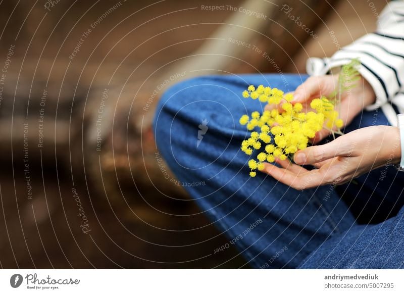 Close-up hand of young girl or woman holds yellow brunch of mimosa flowers outdoors. 8 march women's day concept. copy space spring holding floral garden