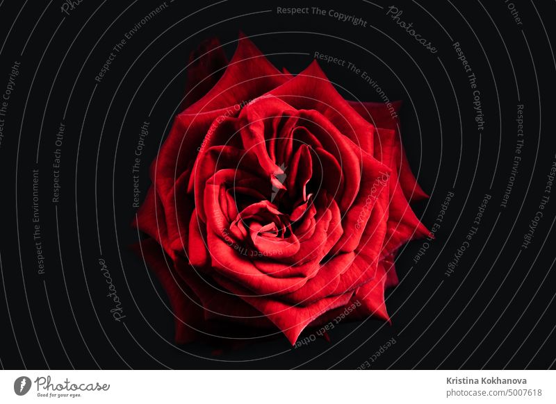 Rose flowering, opening petals on big bud. Spring, summer floral - red flower blossom on black backdrop. Nature top view. Wedding, Valentine's Day concept.