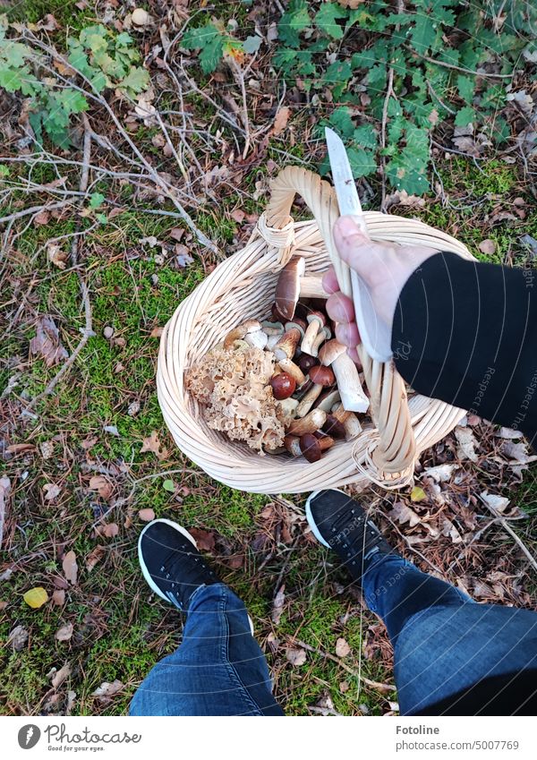 What a haul. So many mushrooms in my basket, I invited Bellaluna right along. Mushroom Autumn Colour photo Exterior shot Day Brown Moss Mushroom cap Hand