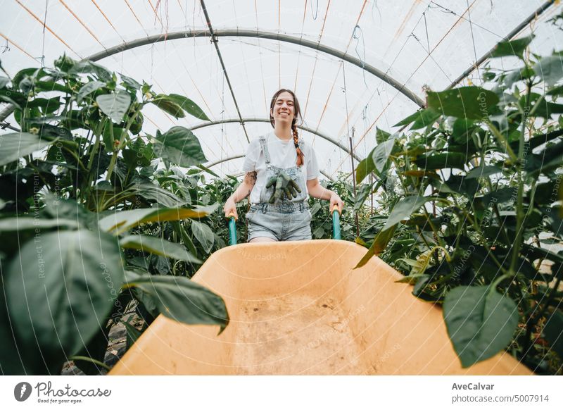 Happy young woman farmer with wheelbarrow working in the greenhouse collecting vegetables. working in back yard, sunny nature. Funny rural collecting. people