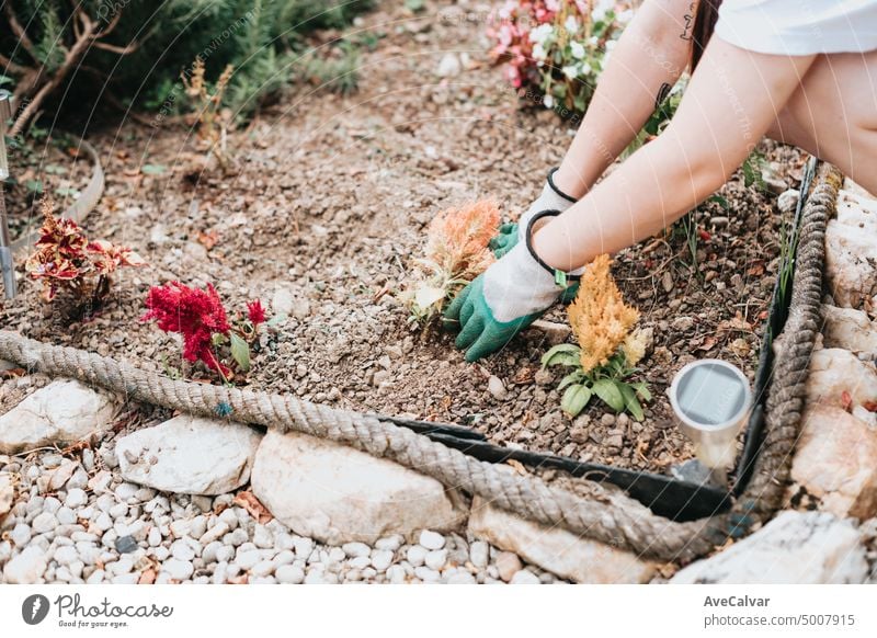 Gardener planting flowers in the garden, close up photo.Garden tool and flower plant on soft soil, close up. Spring gardening work. Garden seasonal work concept. Hands close up