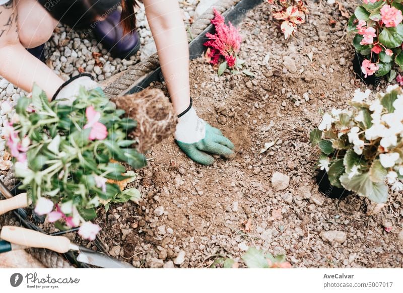 Gardener planting flowers in the garden, close up photo.Garden tool and flower plant on soft soil, close up. Spring gardening work. Garden seasonal work concept. Hands close up