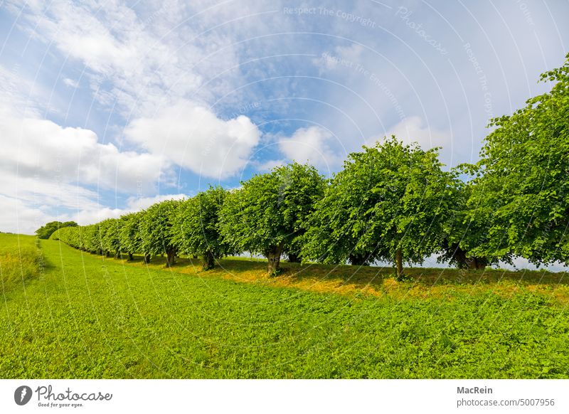 Festonallee, Dutch King Linden, Klütz, Mecklenburg-Western Pomerania, Germany Avenue Day exterior view Tree trees color photograph klütz Nature