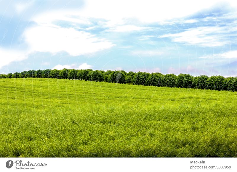 Festonallee, Dutch King Linden, Klütz, Mecklenburg-Western Pomerania, Germany Avenue Day exterior view Tree trees Row of trees color photograph klütz Nature