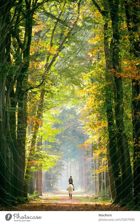 Alley with rider Avenue tree-lined avenue Tree trees leaves Autumn Autumnal landscape Autumn leaves autumn mood stag Indian Summer Season Landscape