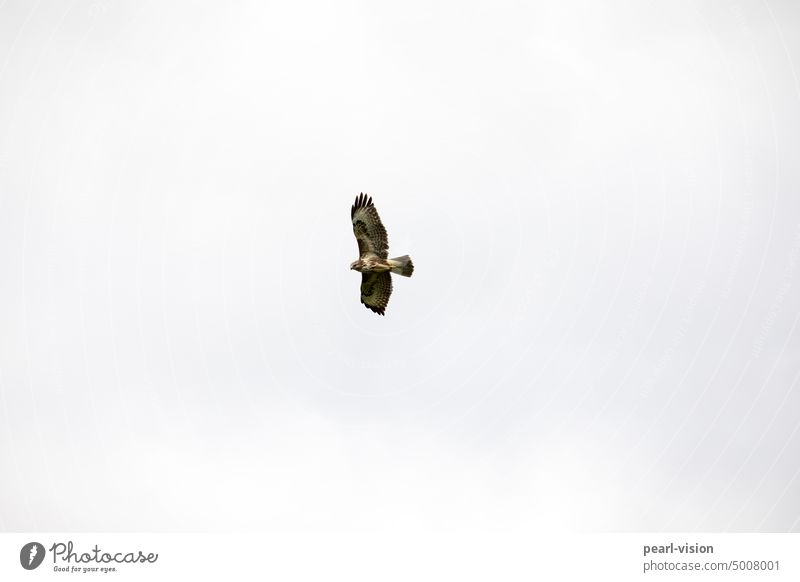 birds flying high Flying Bird of prey Falcon Sky Animal Hawk Kite Cloudless sky Neutral Background Deserted Exterior shot Colour photo Freedom Day