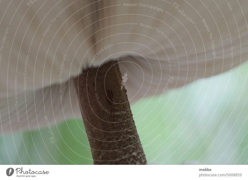 Protective screen for tiny Mushroom Umbrellas & Shades parasol mushroom Autumn Nature Forest Mushroom cap Growth Close-up Environment Shallow depth of field