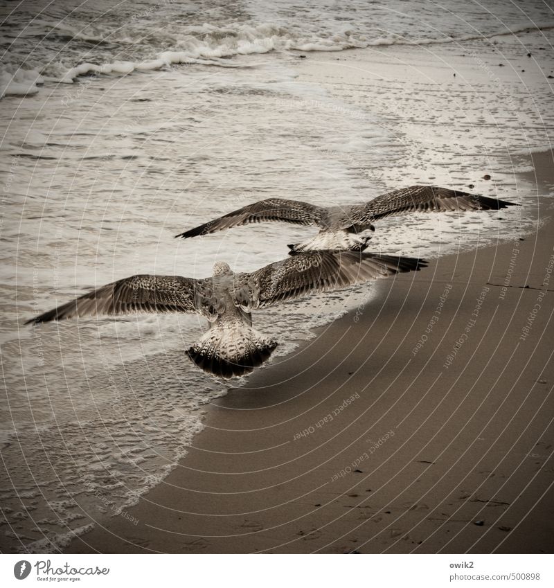 span Environment Nature Animal Sand Water Climate Weather Beautiful weather Wind Waves Coast Baltic Sea Bird Seagull Gull birds 2 Elegant