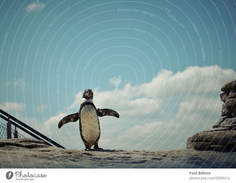 Penguin against blue sky on stone plateau Nature animals Stralsund Oceanum Sky Clouds portrait Exterior shot Bird Colour photo Freedom Web-footed birds Tourism