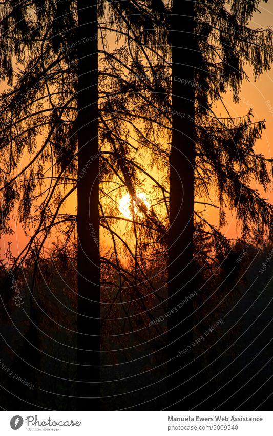 Atmospheric sunrise at the golden hour. Coniferous trees are in focus in the foreground. Sunrise Red Orange Yellow Forest firs silhouette Landscape