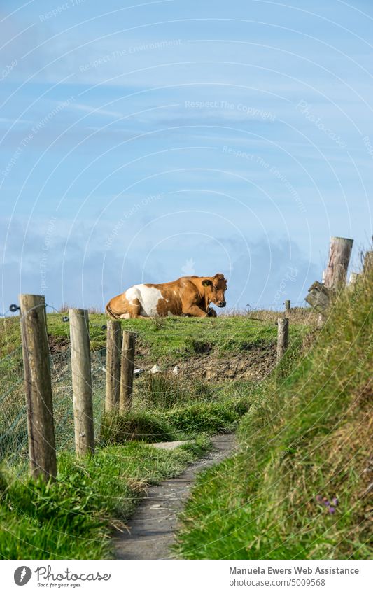 An Irish grazing cow lies relaxed in the meadow along a hiking trail at the Cliffs of Moher Cow Dairy cow Ireland pasture milk Willow tree Grass Green humility