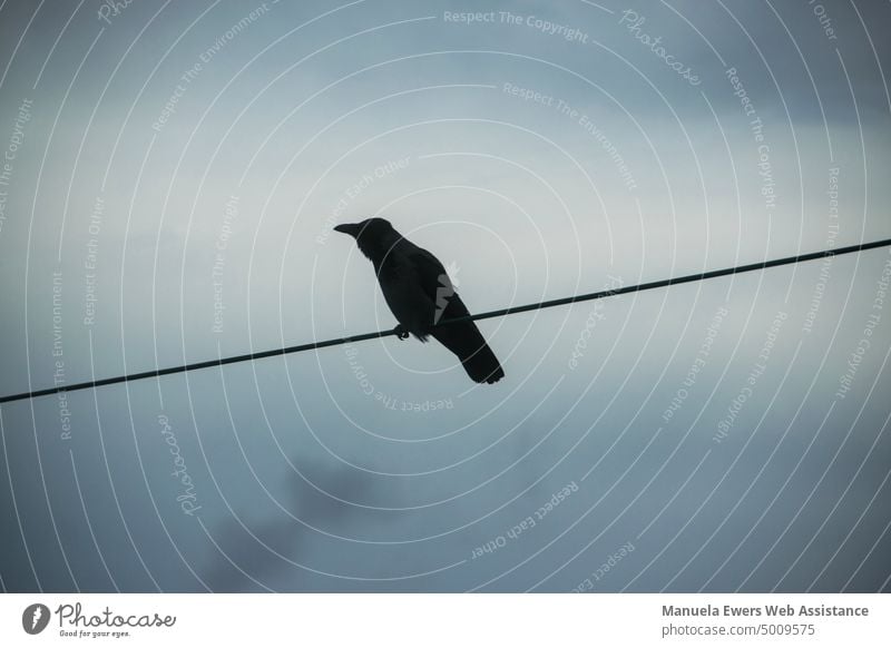 A black bird sits on a power line, in the background gloomy clouds Crow Jackdaw raven Bird Back-light Black somber Clouds Gale Dark Moody Light Shadow