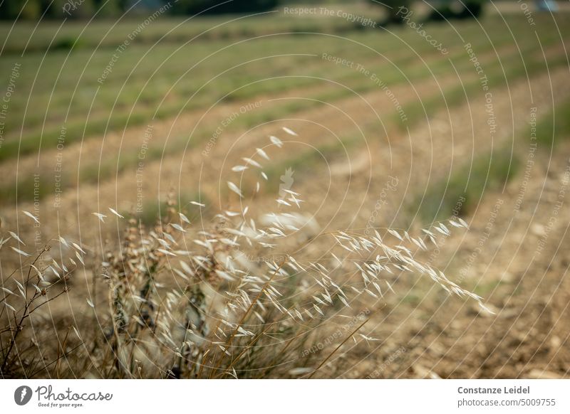 Harvested field of lavender with green webs. Lavender Lavender field Field acre Summer parched Landscape grasses Green Dry Brown furrows France