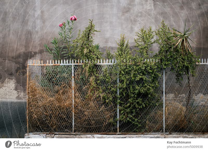 pink flower growing behind a metallic fence background beautiful bloom blooming botanical bushes city color flora gate green grey nature nobody outdoor petal