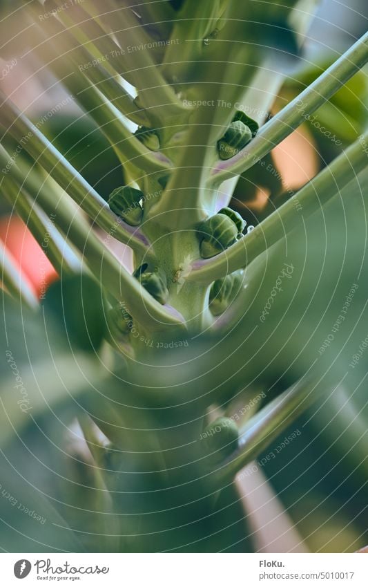 Detail of a Brussels sprout plant Brussels sprouts Plant Nature Vegetable Food Nutrition Green Vegetarian diet Colour photo Organic produce Diet Fresh Close-up