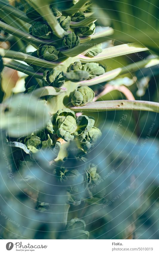 Brussels sprouts plant in the garden Plant Nature Vegetable Food Nutrition Green Vegetarian diet Colour photo Organic produce Diet Fresh Close-up Healthy Eating