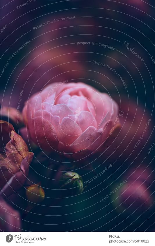 Macro shot of a miniature rose pink Miniature Pink Flower Nature Plant Blossom Garden pretty Blossoming Close-up Blossom leave Delicate Fragrance Esthetic